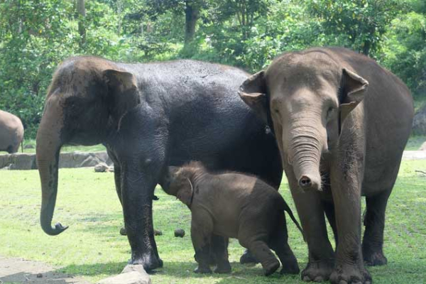 ELEPHANT BACK SAFARI | BaliHonestDriver.com