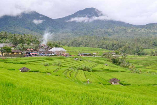 BALI RICE TERRACE TOUR | BaliHonestDriver.Com