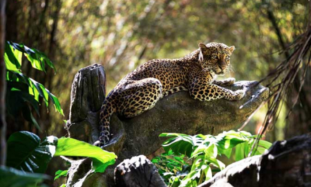 Bali Safari Leopard Package | BaliHonestDriver.com