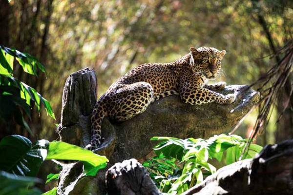 Bali Safari Leopard Package | BaliHonestDriver.com