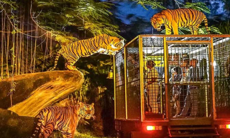 Bali Night Safari, We Provide Multiple Car Size For Your Transportation Needs In Bali. Book Bali Tour or Hire Car Now! W'sApp +6281338488188