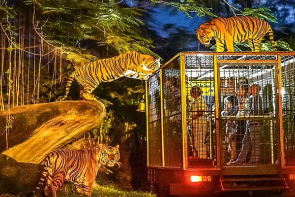 Bali Night Safari, We Provide Multiple Car Size For Your Transportation Needs In Bali. Book Bali Tour or Hire Car Now! W'sApp +6281338488188
