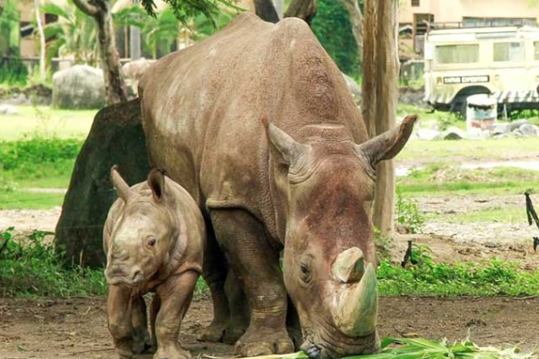 RHINO SAFARI PACKAGES | BaliHonestDriver.com